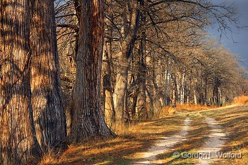 Guadalupe River Cypresses_44769.jpg - Photographed in Hill Country at Kerrville, Texas, USA.